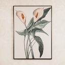 Calla Wall Art