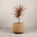 Magwa Planter