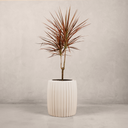 Robberg Planter