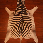 AA Grade Zebra Hide 407.jpg