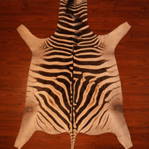 AA Grade Zebra Hide 407.jpg