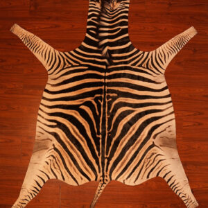 AA Grade Zebra Hide 487.jpg