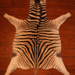 AA Grade Zebra Hide 488.jpg