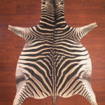 nguni guy zebra hide rug carpet09867.jpg