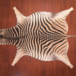 nguni guy zebra hide rug carpet09958.jpg