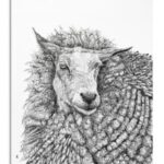 Unsung Art Kerri Sassen Sheepish 2 300x300 1.jpg