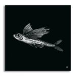 Unsung Art Pony of the Sea Fly Fishy Fly 300x300 1.jpg